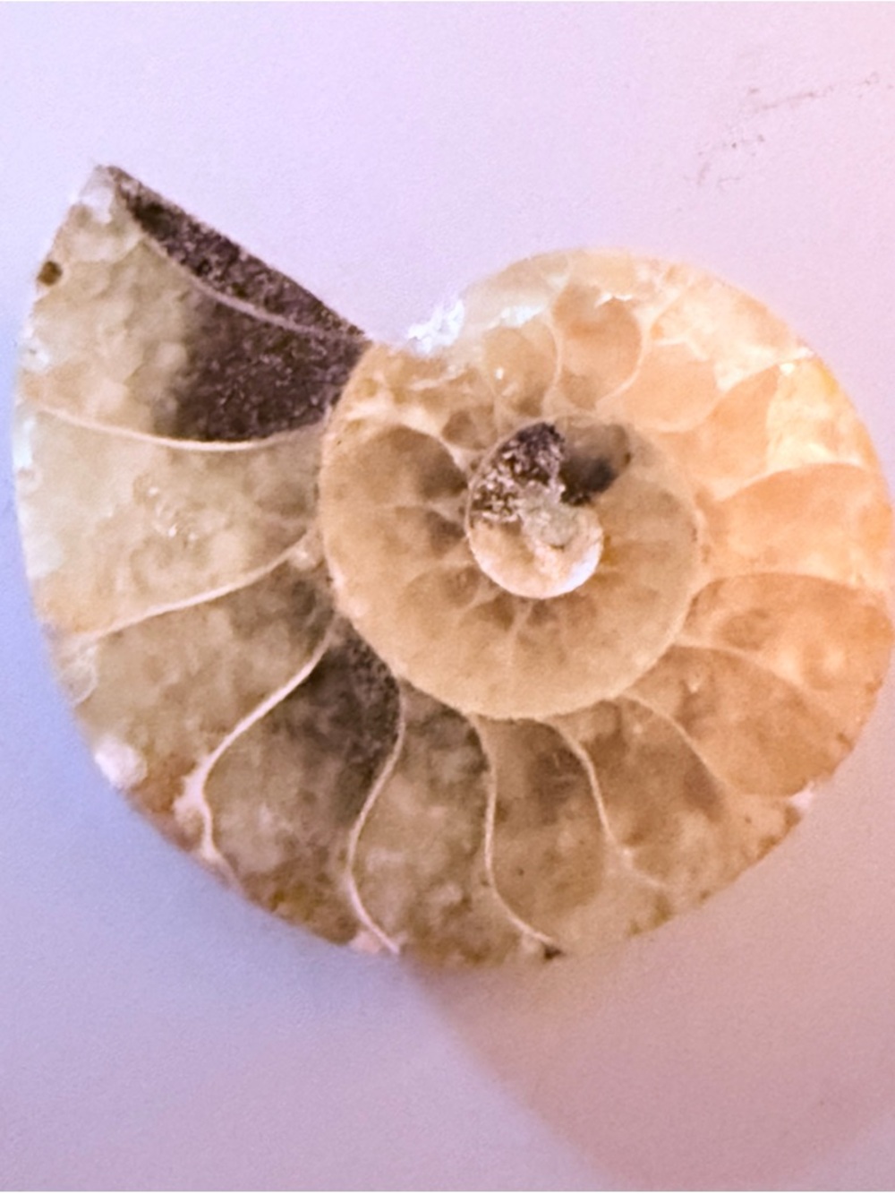 Ammonite FOSSIL - Millions of years old Cut in half to display internal chambers